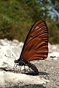 Papilio slateri slateri (Indo-Chinese Blue-striped Mime), ventral