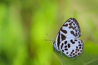 Ventral view