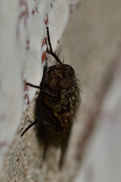 Fly (Diptera)