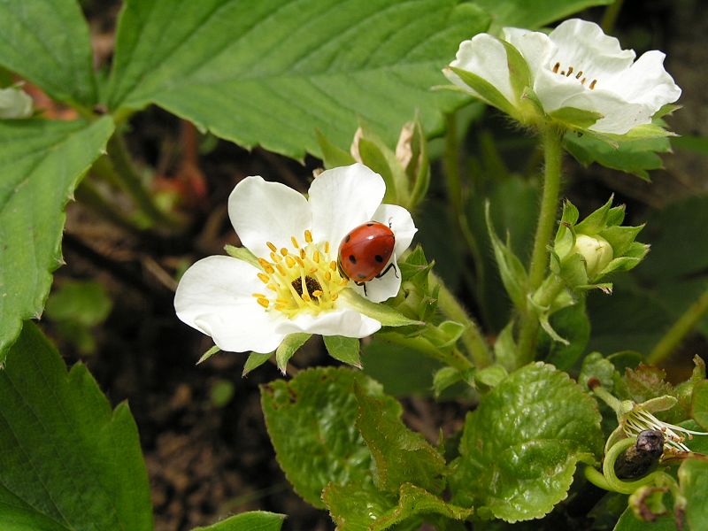 File:Coccinella septempunctata2.jpg