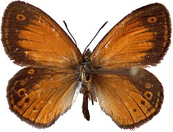 Coenonympha corinna - Corsica.jpg