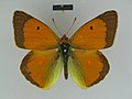 ♂ dorsal side