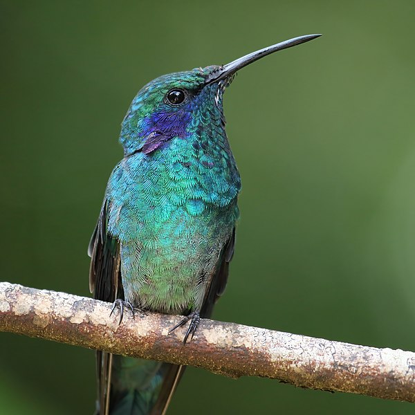 File:Colibri thalassinus Monteverde 03.jpg