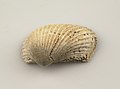 Collectie Nationaal Museum van Wereldculturen TM-1731-2 Schelp van de soort Arca Auriculata Lam Aruba.jpg