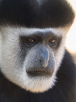 Portrait d'un colobe guéréza (colobus guereza) au zoo de Lagos (Portugal). (définition réelle 3 350 × 4 467)