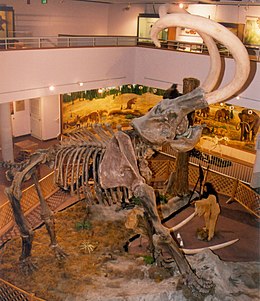 Amerikai mamut csontváza a Kelet-Utahi Főiskolán