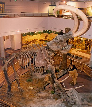 Columbian Mammoth CollegeOfEasternUtah.jpg