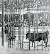 Combat d'un lion et d'un taureau aux arènes de Roubaix en juillet 1899.