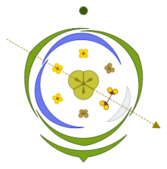 Commelina communis floral diagram.svg