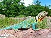 Lézard à collier commun.jpg