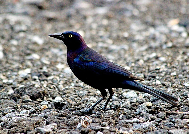 File:Common Grackle, Monroe, Florida 0.jpg