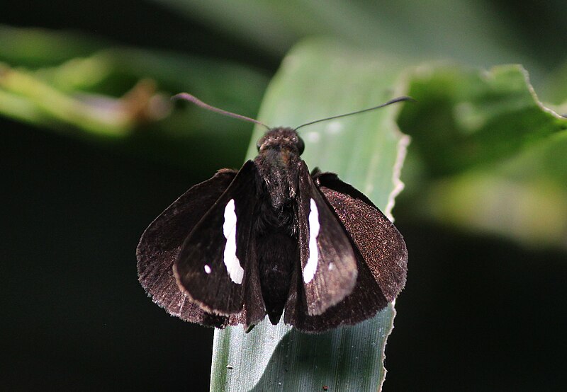 File:Common banded demon from Parambikulam T R (146)-001.jpg