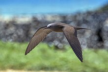 Common noddy (Anous stolidus pileatus) in flight Michaelmas Cay.jpg