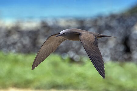 Brown noddy, by Charlesjsharp