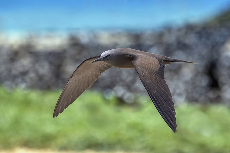 File:Common noddy (Anous stolidus pileatus) in flight Michaelmas Cay.jpg