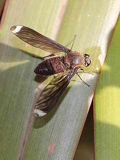 <i>Comptosia apicalis</i> Australian species of insect