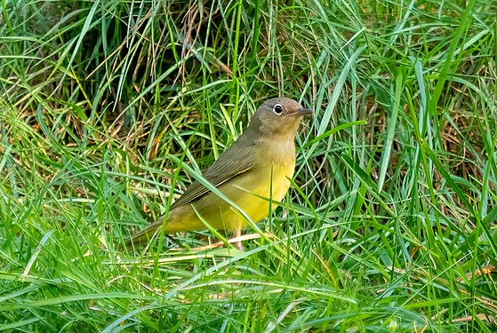 Connecticut warbler in Green-Wood Cemetery