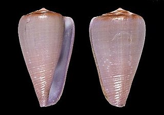 <i>Conus anosyensis</i> species of mollusc