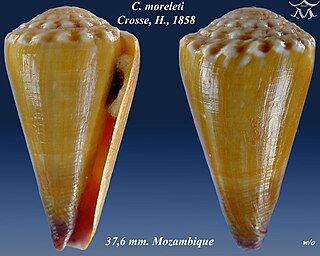 <i>Conus moreleti</i> species of mollusc