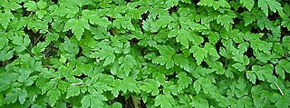 <i>Coptis aspleniifolia</i> Species of flowering plant