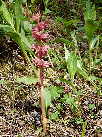 Corallorhiza striata near Barrier Lake, Alberta. Note the two pale leaves sheathing the lower part of the stem, and part of the coralloid rhizome showing on the left behind the base of the stem. Corallorhiza striata orchid in Alberta.JPG