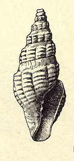 <i>Cordieria rouaultii</i> Species of gastropod
