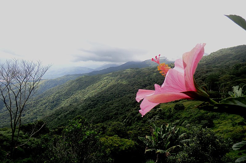 File:Cordillera de la Costa, Venezuela, a su paso por el Municipio Zamora, Estado Miranda..JPG