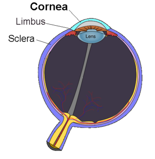 Cornea Structure of the eye