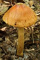 !!Cortinarius cotoneus!!tinarius corrugatus!!