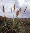 Vorschaubild für Cortaderia jubata