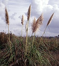 State Plant of Uruguay