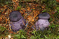 * Nomination young Cortinarius violaceus --Holleday 18:44, 4 August 2011 (UTC) * Promotion Good one. What may seem like blurry spots at first glance are actually reflections on the wet weeds and needles.