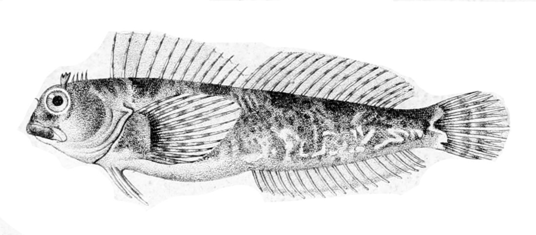 Coryphoblennius