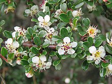 Cotoneaster microphyllus - Rockspray Cotoneaster on way from Gangria to Valley of Flowers National Park - during LGFC - VOF 2019 (6).jpg