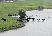 IJssel/uiterwaarden bij Westervoort