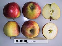 Cross section of Dukat, National Fruit Collection (acc. 1974-203) .jpg