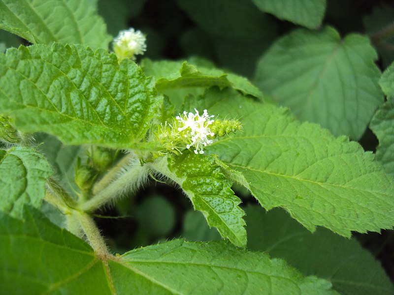 File:Croton hirtus at Peravoor 2014 (1).jpg