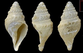<i>Cryptogemma polystephanus</i> Species of gastropod