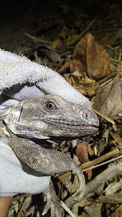 Description de l'image Ctenosaura oaxacana - head.jpg.