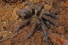 Phormictopus auratus