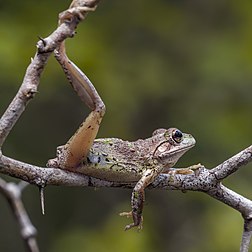 Une rainette de Cuba (Osteopilus septentrionalis), photographiée à Grand Cayman, dans les îles Caïmans. (définition réelle 3 006 × 3 006)