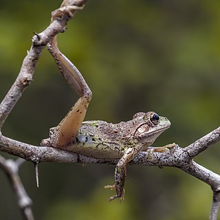 File:Cuban tree frog (Osteopilus septentrionalis)