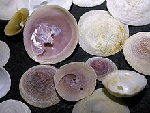 Various shells of Calyptraea chinensis Cuncha GFDL Galicia2.jpg