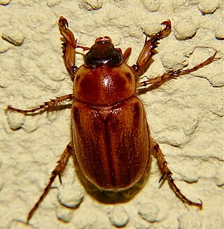 <i>Cyclocephala pasadenae</i> Species of beetle