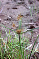 Cyperus odoratus NRCS-1.jpg