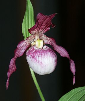 Cypripedium Gisela