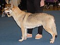 Czechoslovakian Wolfdog