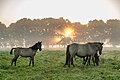 * Nomination Dülmen ponies in the Wildbahn in the Merfelder Bruch (COE-004) in the morning fog at sunrise, Merfeld, Dülmen, North Rhine-Westphalia, Germany --XRay 03:30, 11 May 2017 (UTC) * Promotion Can you correct the vignetting? --A.Savin 06:14, 11 May 2017 (UTC)  Comment I'd tried to do this, but the edges bottom left and right become to bright. I think there is no vignetting (from the lens), it's a result of the sun in the middle. --XRay 04:43, 12 May 2017 (UTC) Fair enough, OK4QI --A.Savin 06:56, 12 May 2017 (UTC)