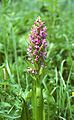 Dactylorhiza incarnata Austria - Ennstal, Steinach