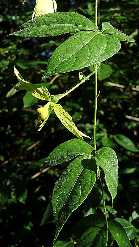 Tập_tin:Dalechampia_peckoltiana_Müll.Arg._(7526478598).jpg